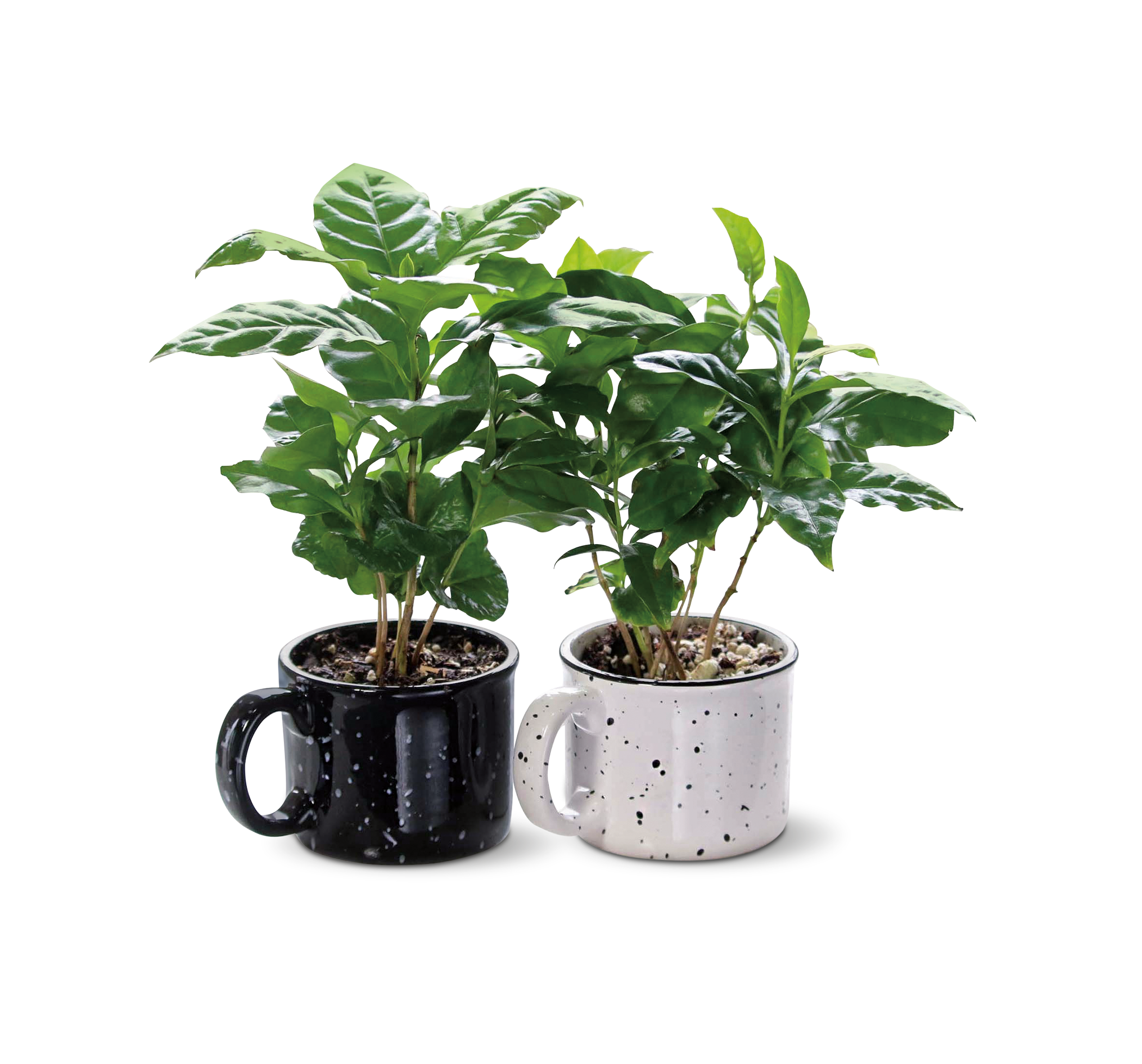 Coffee Plants are the New Darling of the House Plant ...