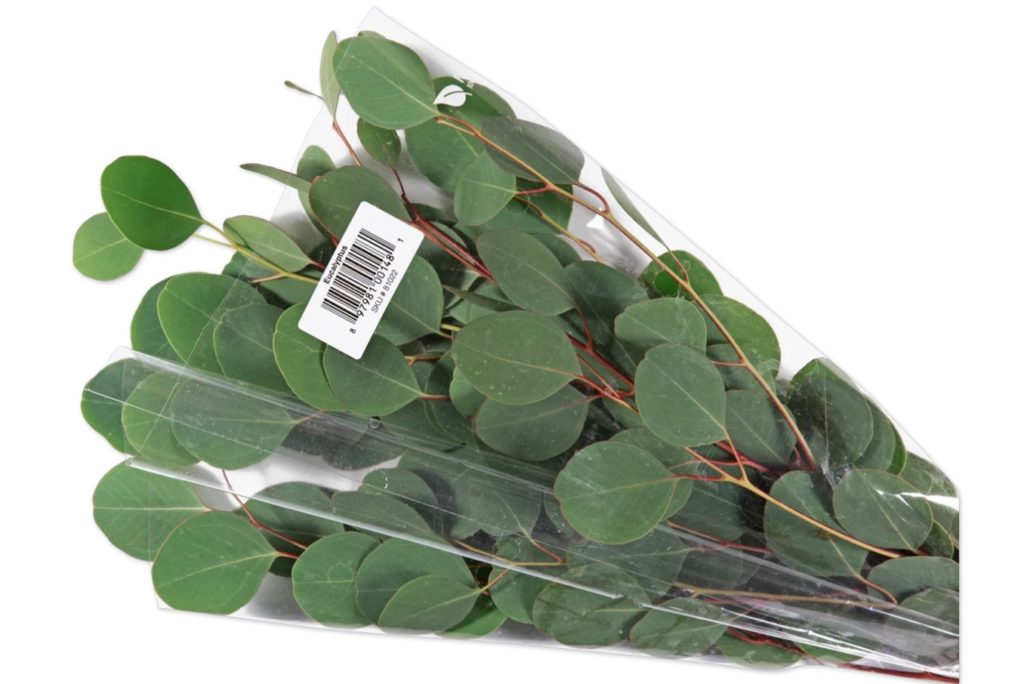 Trader Joes Eucalyptus