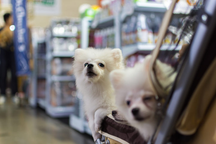 Does Sam’s Club Allow Dogs? (Pet Policy Explained) - AisleofShame.com